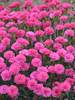 Dianthus Double Bubble