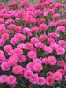 Dianthus Double Bubble