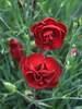 Dianthus Desmond