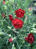 Dianthus Desmond