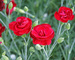 Dianthus Desmond