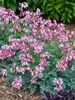 Dicentra Pink Diamonds