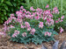 Dicentra Pink Diamonds