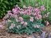 Dicentra Pink Diamonds