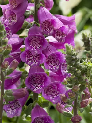 Link to Digitalis Dalmatian Purple Improved