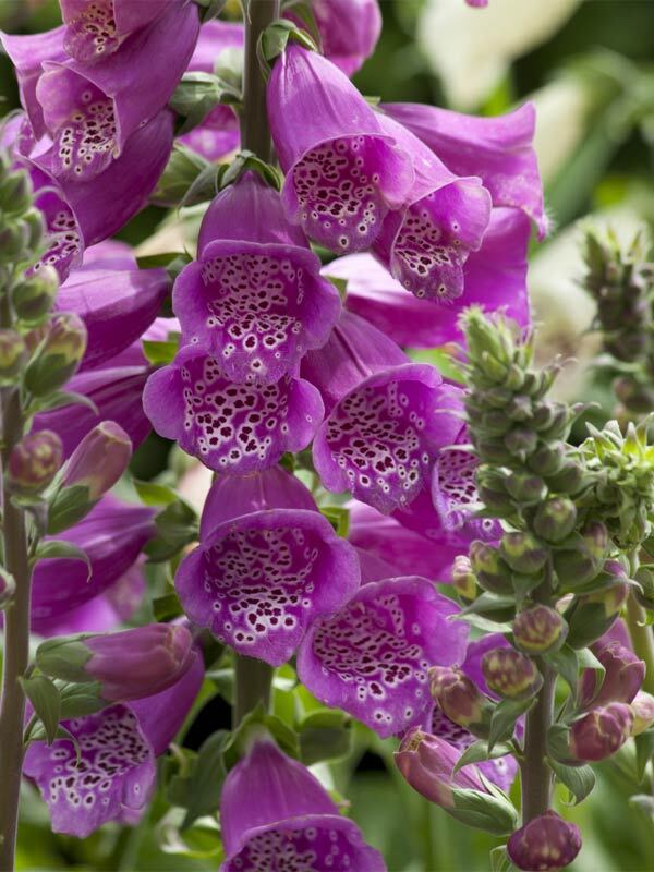 Digitalis Dalmation Purple Improved