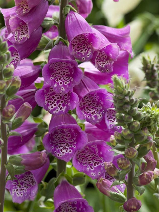 Digitalis Dalmation Purple Improved