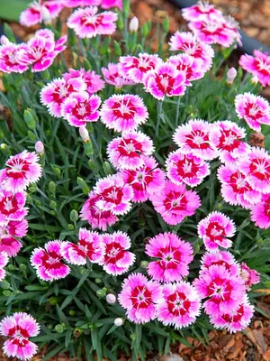 Link to Dianthus Plum Glory