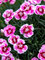 Dianthus Plum Glory
