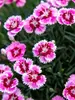 Dianthus Plum Glory
