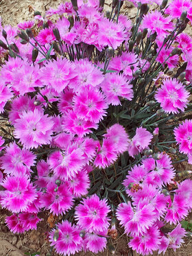 Photo of Dianthus Everbloom Watermelon Ice