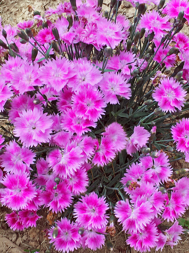 Dianthus Everbloom Watermelon