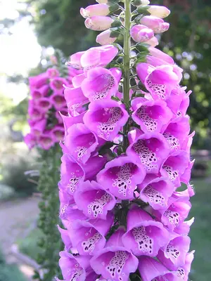 Link to Digitalis Hyacinth Hybrids Excelsior Mix