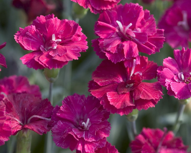 Product Viewer - Dianthus Frosty Fire