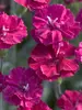 Dianthus Frosty-Fire