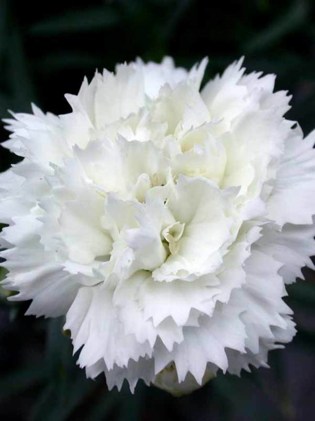 Dianthus Frosty