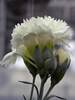 Dianthus Frosty