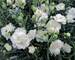 Dianthus Frosty