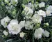 Dianthus Frosty