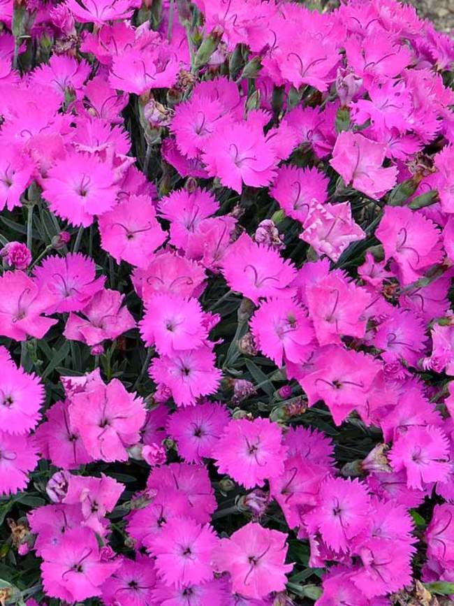 Dianthus Paint The Town Fuchsia | Bluestone Perennials