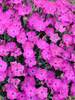 Dianthus Paint the Town Fuchsia