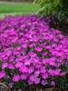 Dianthus Paint the Town Fuchsia