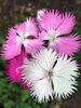 Dianthus First-Love