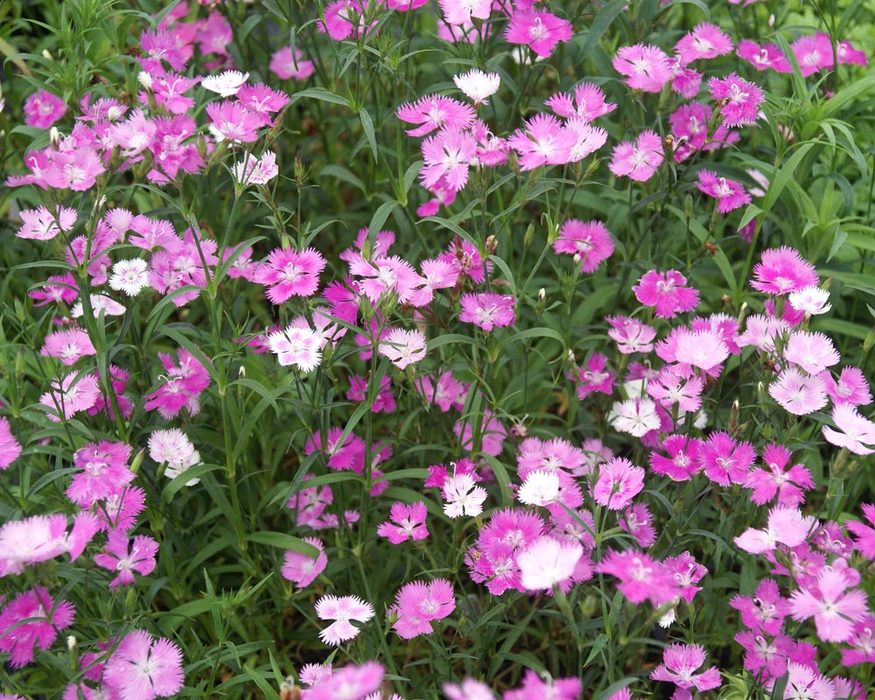Dianthus First Love Bluestone Perennials