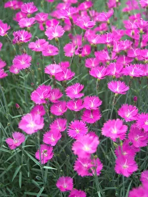 Link to Dianthus Firewitch