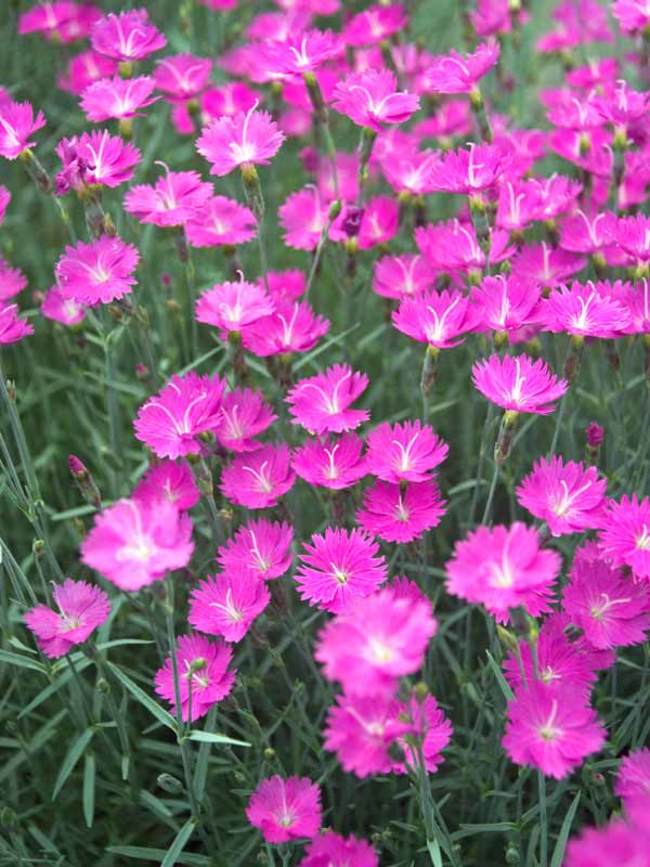 Dianthus Fire Witch
