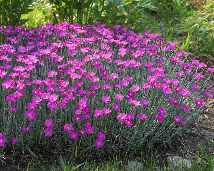 Dianthus firewitch top