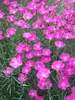 Dianthus Fire Witch