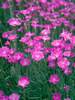 Dianthus Fire Witch