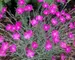 Dianthus Fire Witch