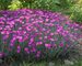 Dianthus Fire Witch