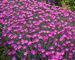 Dianthus Fire Witch