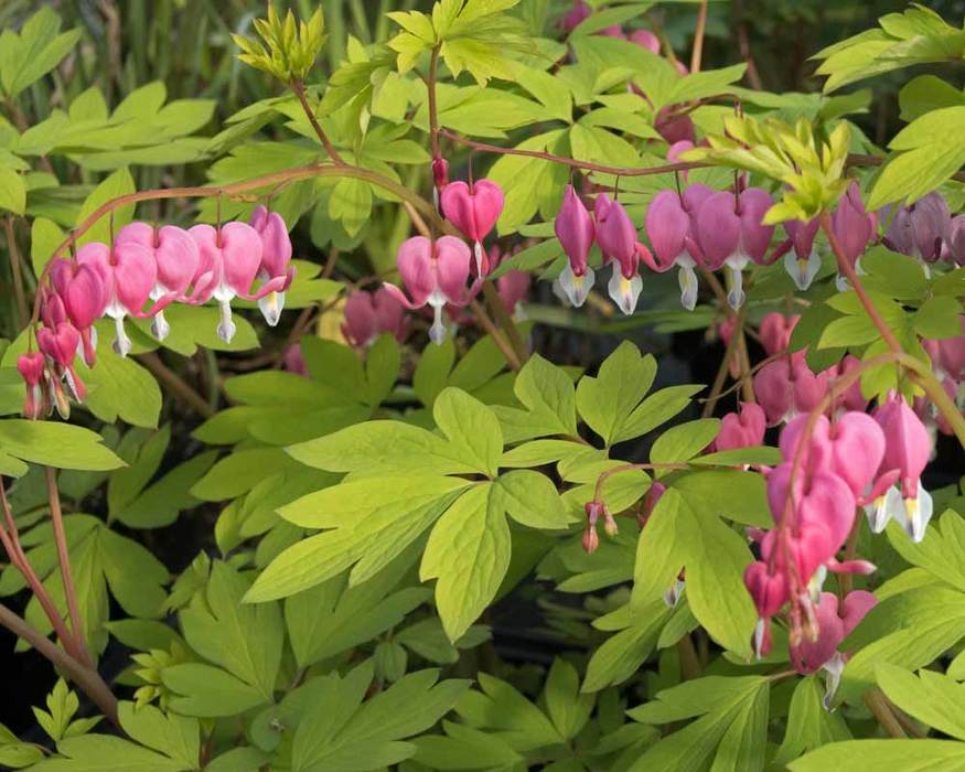 Dicentra Gold Heart | Bluestone