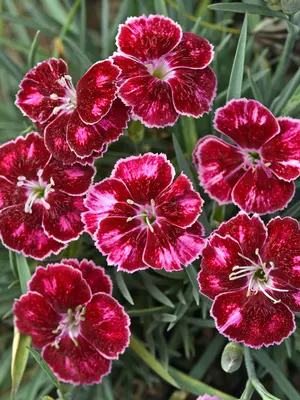Link to Dianthus Mountain Frost&#153; Ruby Glitter
