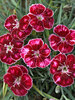 Dianthus Mountain Frost Ruby Glitter