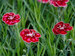 Dianthus Mountain Frost Ruby Glitter