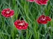 Dianthus Mountain Frost Ruby Glitter