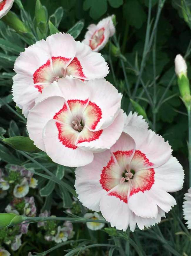 Dianthus Georgia Peach Pie