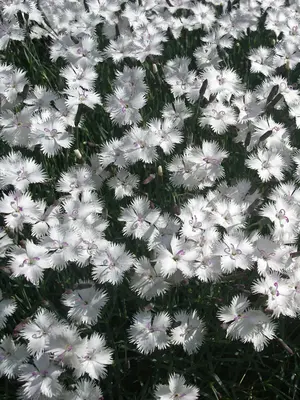 Link to Dianthus Greystone