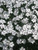 Dianthus Greystone