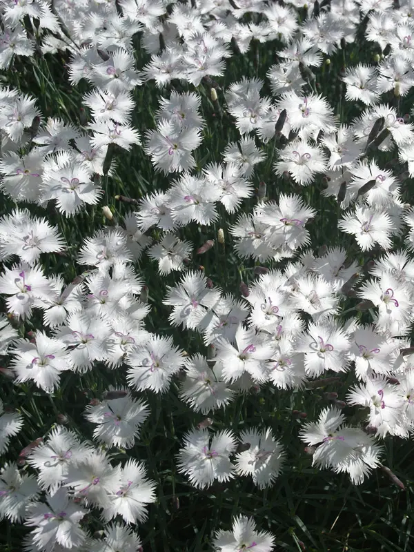 Dianthus Greystone