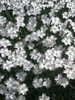 Dianthus Greystone