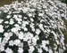 Dianthus Greystone