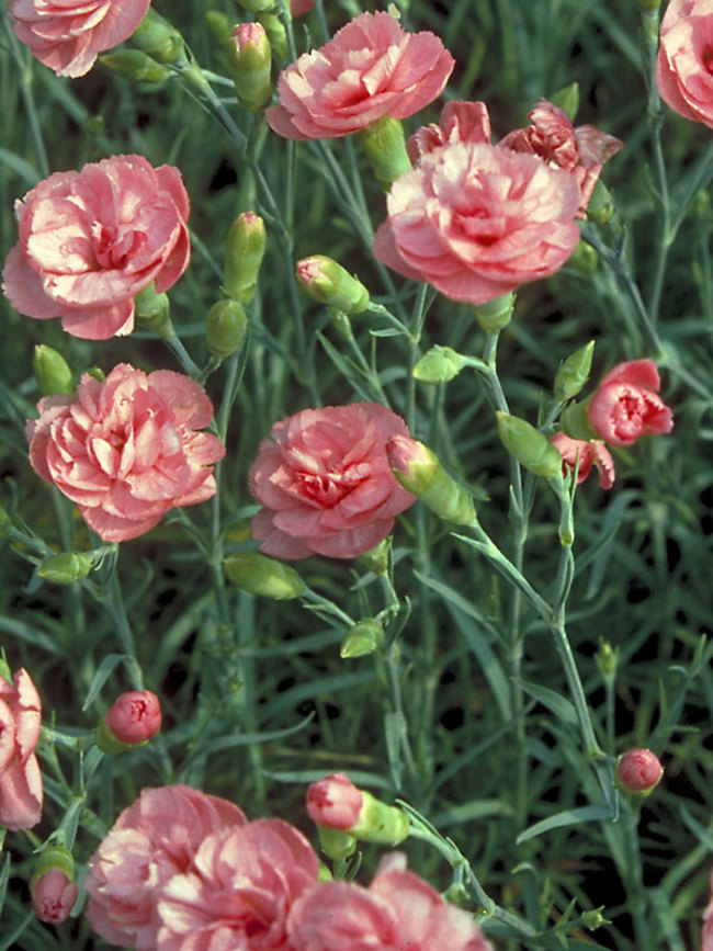 Dianthus Helen