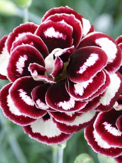 Dianthus