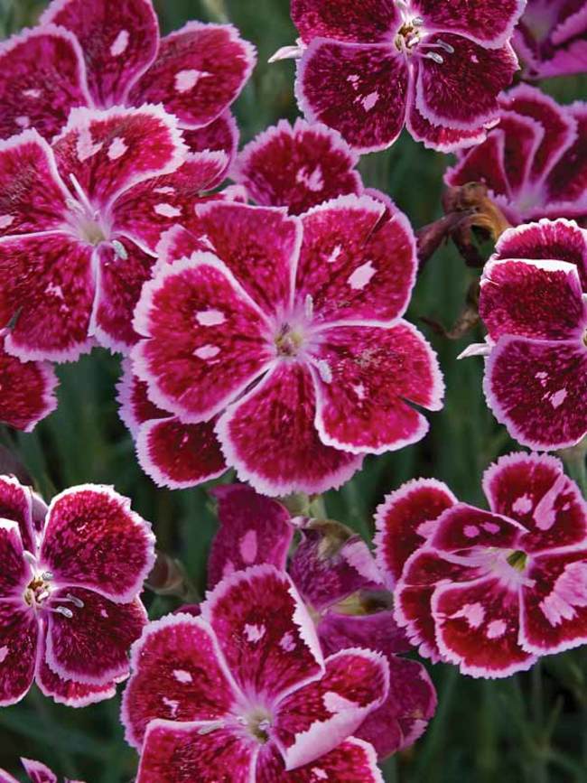 Dianthus Fire and Ice